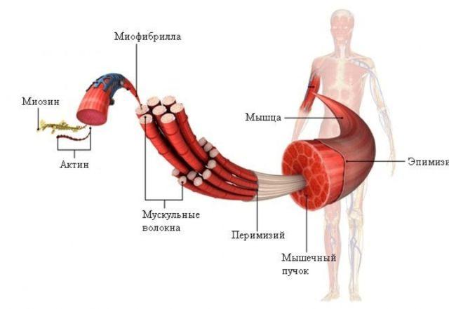 Как растут мышцы