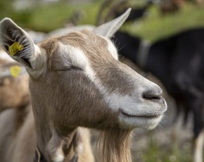 Лечебные свойства козьего жира, его польза и вред