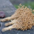 Ферменты льняного семени улучшают обмен веществ и защищают от ожирения