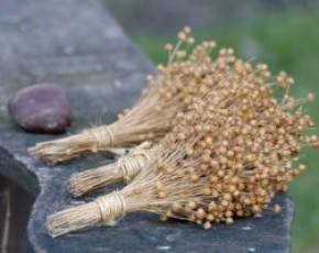 Ферменты льняного семени улучшают обмен веществ и защищают от ожирения