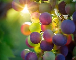 Виноград при похудении: вкусно и полезно