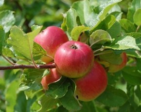 Как использовать яблочный уксус для похудения: пить или мазать