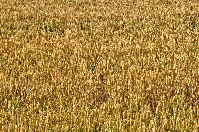 wheat-172510_640