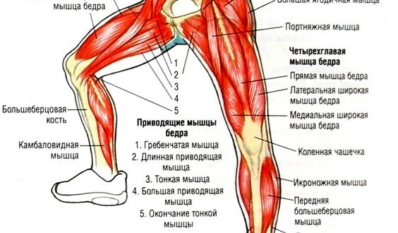 Где Находится Внутренняя Часть Бедра Фото