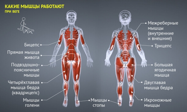 Нелишние знания: какие мышцы работают при беге