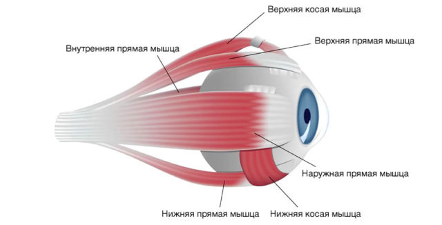 Гимнастика профессора Бейтса для глаз - передовой мировой опыт для улушения вашего зрения