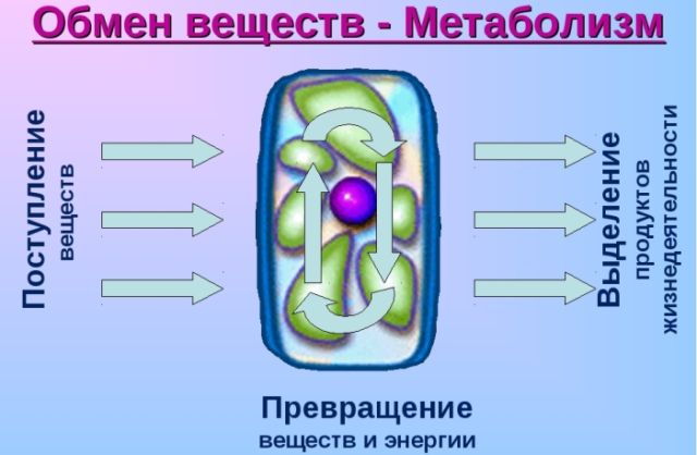 Вы же не улитка: как ускорить обмен веществ в организме