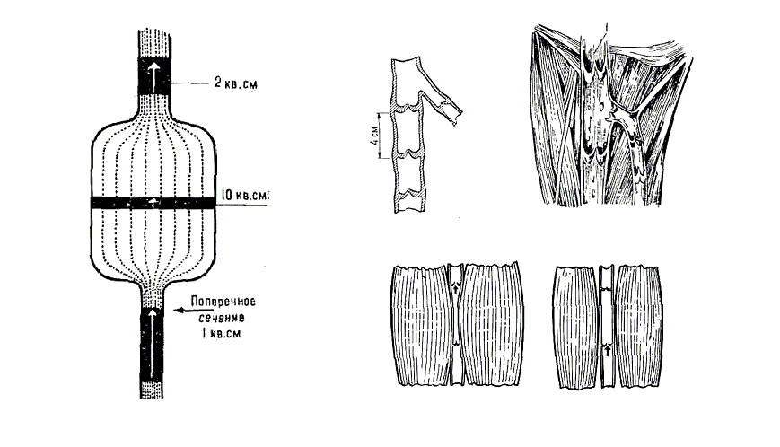 Теория академика Микулина