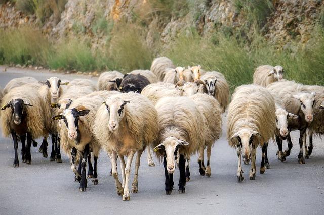 Овцы на Крите