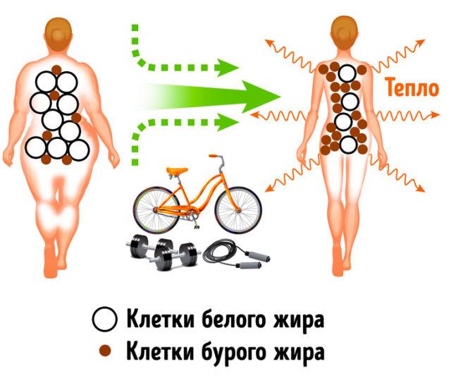 Бурый жир в организме: недооцененный подарок от предков