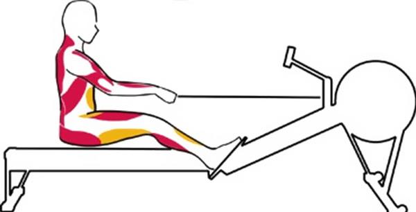 Изучаем свое тело: какие мышцы работают на гребном тренажере