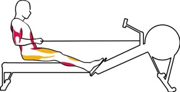Изучаем свое тело: какие мышцы работают на гребном тренажере