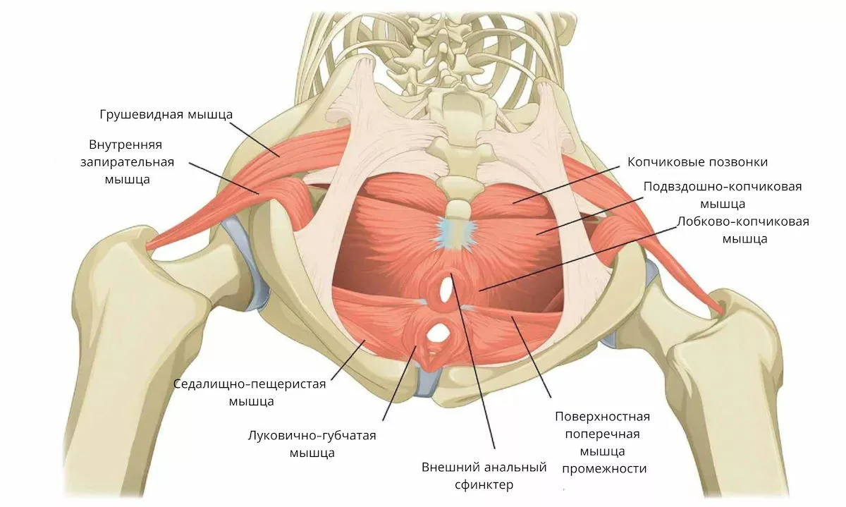 Упражнения для укрепления мышц тазового дна: обязательны для каждой женщины
