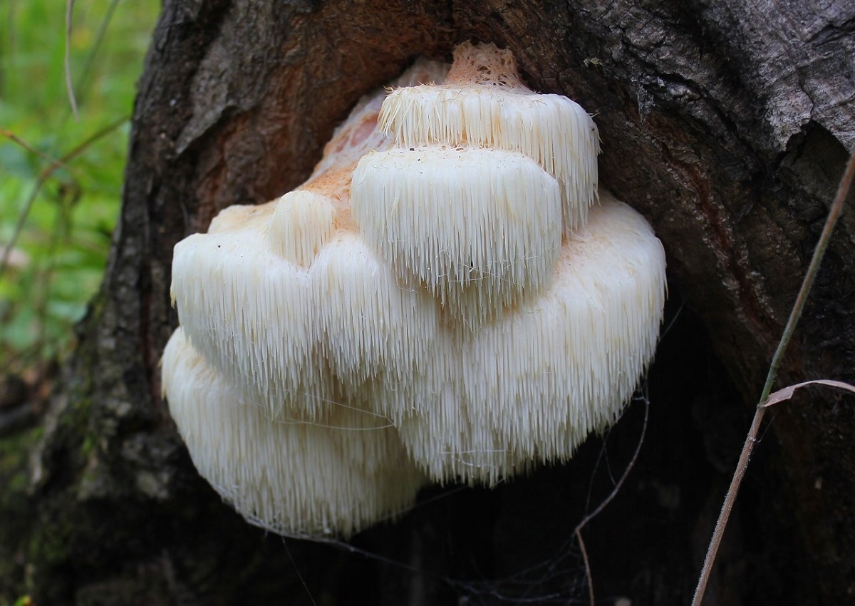 Ежовик гребенчатый: что это за гриб и почему он вам точно нужен
